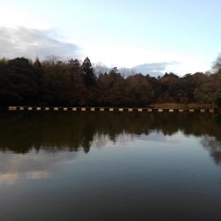 大安トラウトレイク 釣果